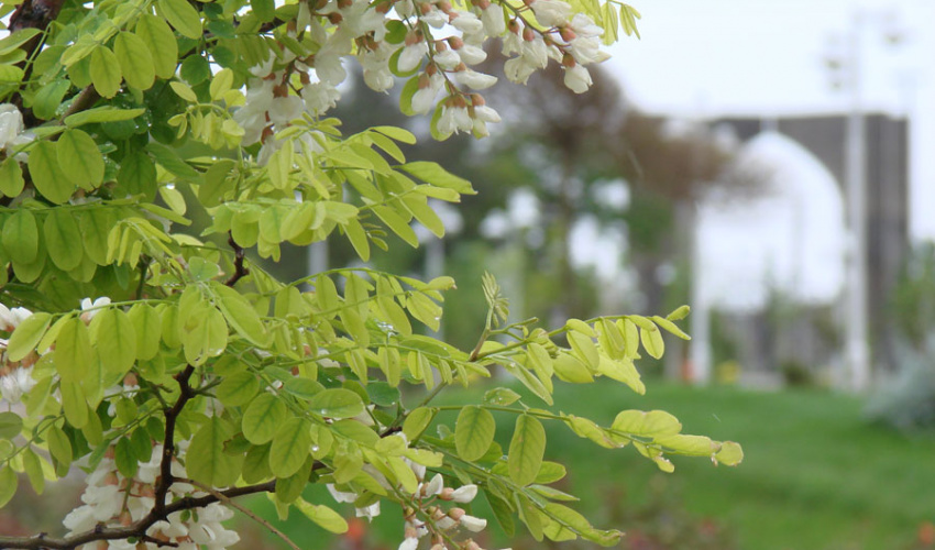 محوطه و فضای سبز